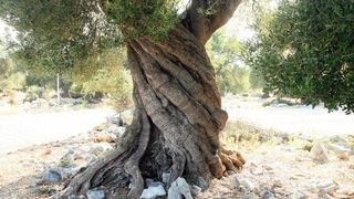 Lun: u posjeti tisućljetnom masliniku, Foto: Luka Stanzl/PIXSELL Lun: u posjeti tisućljetnom masliniku, Foto: Luka Stanzl/PIXSELL