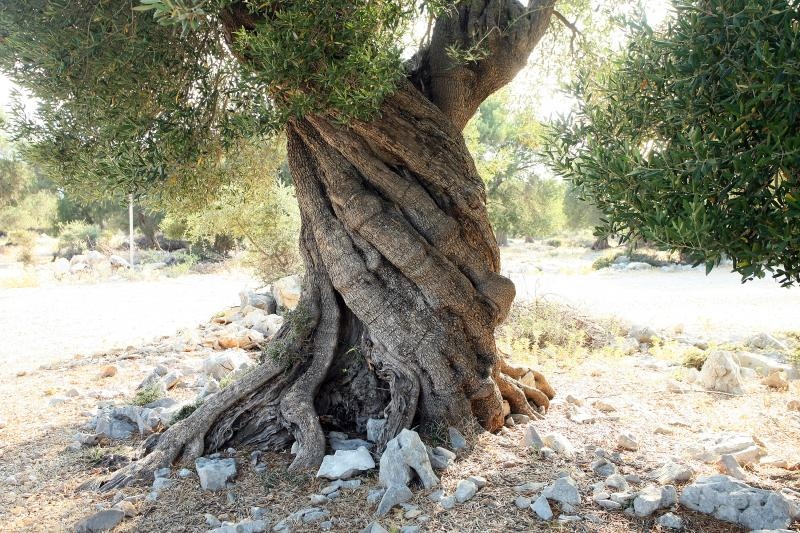 Lun: u posjeti tisućljetnom masliniku, Foto: Luka Stanzl/PIXSELL Lun: u posjeti tisućljetnom masliniku, Foto: Luka Stanzl/PIXSELL