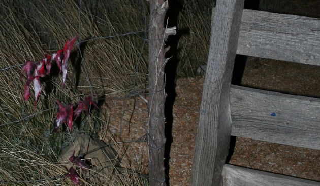 Image 1192701 (auto)