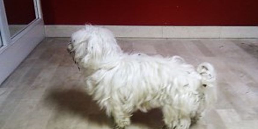 Pronađeni maltezer pobjegao vatrogascima. Jeste li ga možda vidjeli?, foto: Vatrogasci Zadar Pronađeni maltezer pobjegao vatrogascima. Jeste li ga možda vidjeli?, foto: Vatrogasci Zadar