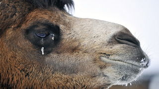 Zagreb, 100212. 
Osim sto je zabijelio grad, snijeg je prekrio i nastambe zivotinja u Zooloskom vrtu. Neke su dobro prihvatile hladnije uvjete, dok su se druge skrivale u svojim zidanim nastambama.
Na slici: dvogrba deva.
Foto: Boris Kovacev / CROPIX