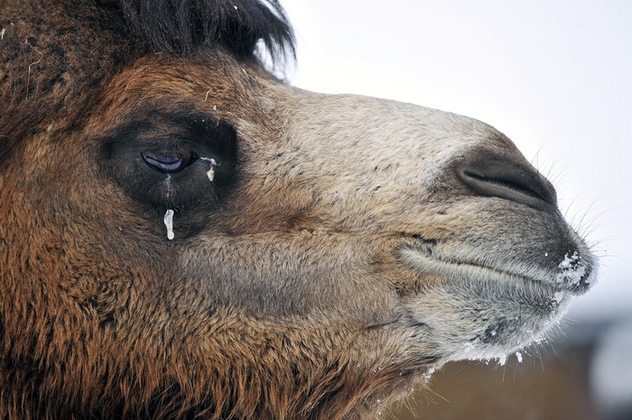 Zagreb, 100212. 
Osim sto je zabijelio grad, snijeg je prekrio i nastambe zivotinja u Zooloskom vrtu. Neke su dobro prihvatile hladnije uvjete, dok su se druge skrivale u svojim zidanim nastambama.
Na slici: dvogrba deva.
Foto: Boris Kovacev / CROPIX