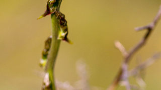 Priroda, cvijece, livada, sparoge, foto: Leo Banic