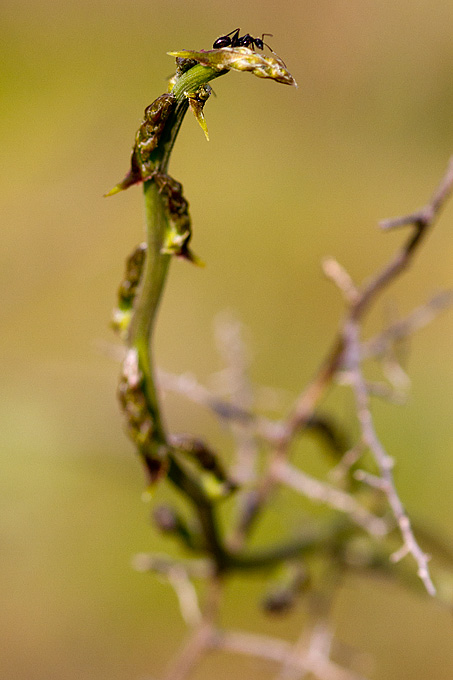 Priroda, cvijece, livada, sparoge, foto: Leo Banic