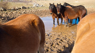 Divlji konji, foto: Leo Banić