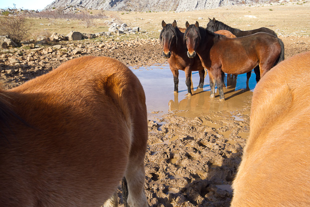 Divlji konji, foto: Leo Banić