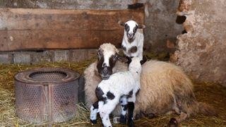 Kaštel Žegarski: Ovca potjerala vuka i ojanjila dva janjčića