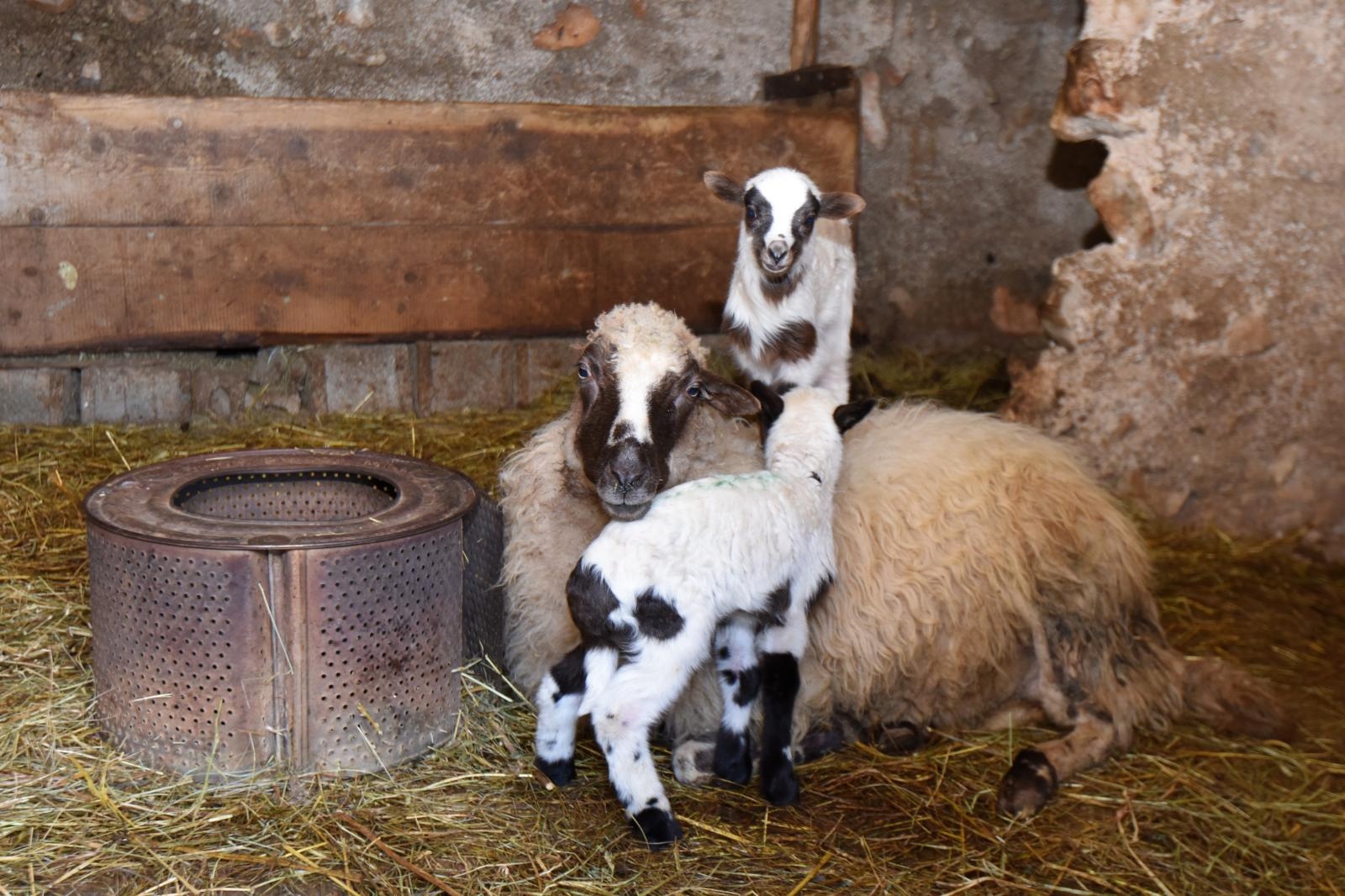 Kaštel Žegarski: Ovca potjerala vuka i ojanjila dva janjčića