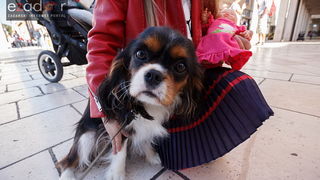 Đir po gradu, srijeda 11. listopada 2017. Đir po gradu, srijeda 11. listopada 2017.