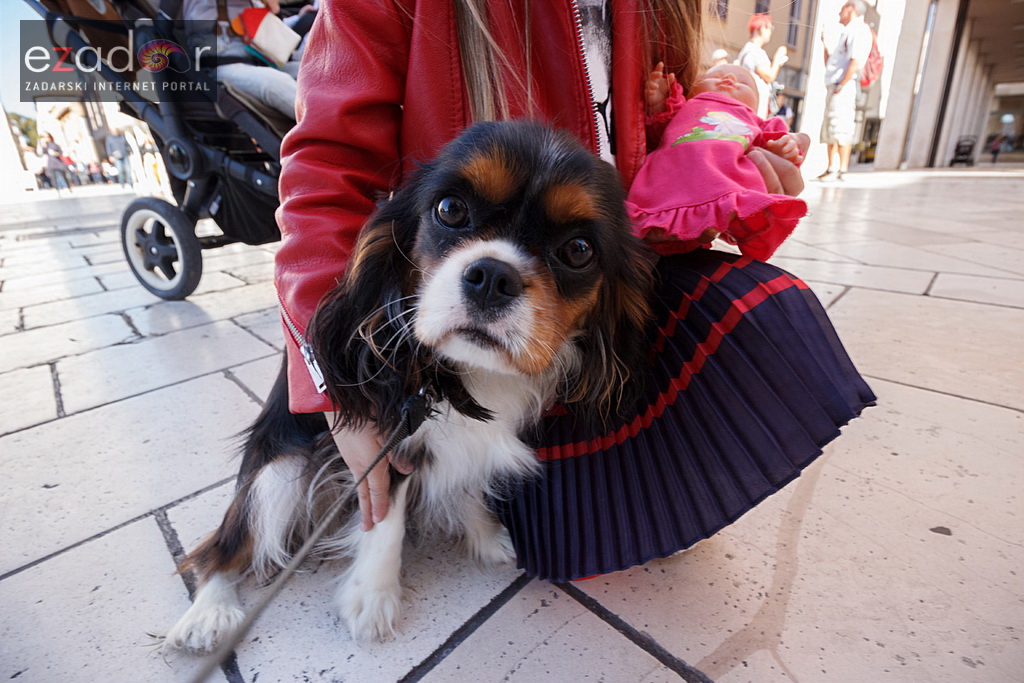 Đir po gradu, srijeda 11. listopada 2017. Đir po gradu, srijeda 11. listopada 2017.