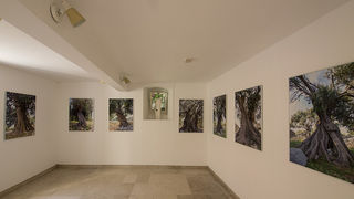 Biograd na moru: Otvorena izložba fotografija “Lunjske masline” Biograd na moru: Otvorena izložba fotografija “Lunjske masline”