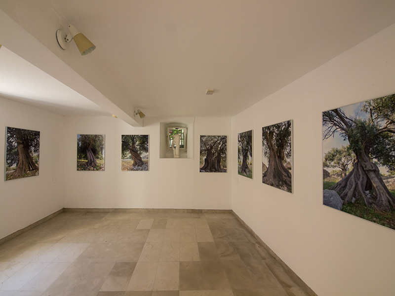 Biograd na moru: Otvorena izložba fotografija “Lunjske masline” Biograd na moru: Otvorena izložba fotografija “Lunjske masline”