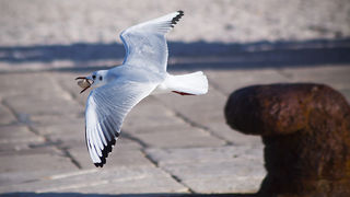 Zadarski galebovi (foto:Saša Čuka)