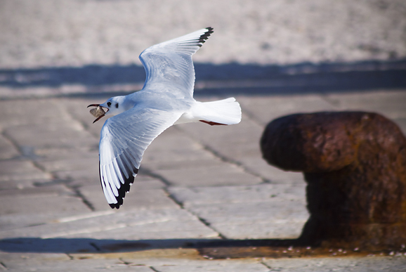 Zadarski galebovi (foto:Saša Čuka)