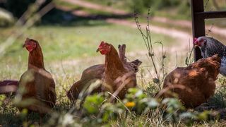 Simpatična galerija koja prikazuje životinjsku farmu na najvišem južnom vrhu Velebita – Crnopcu Simpatična galerija koja prikazuje životinjsku farmu na najvišem južnom vrhu Velebita – Crnopcu