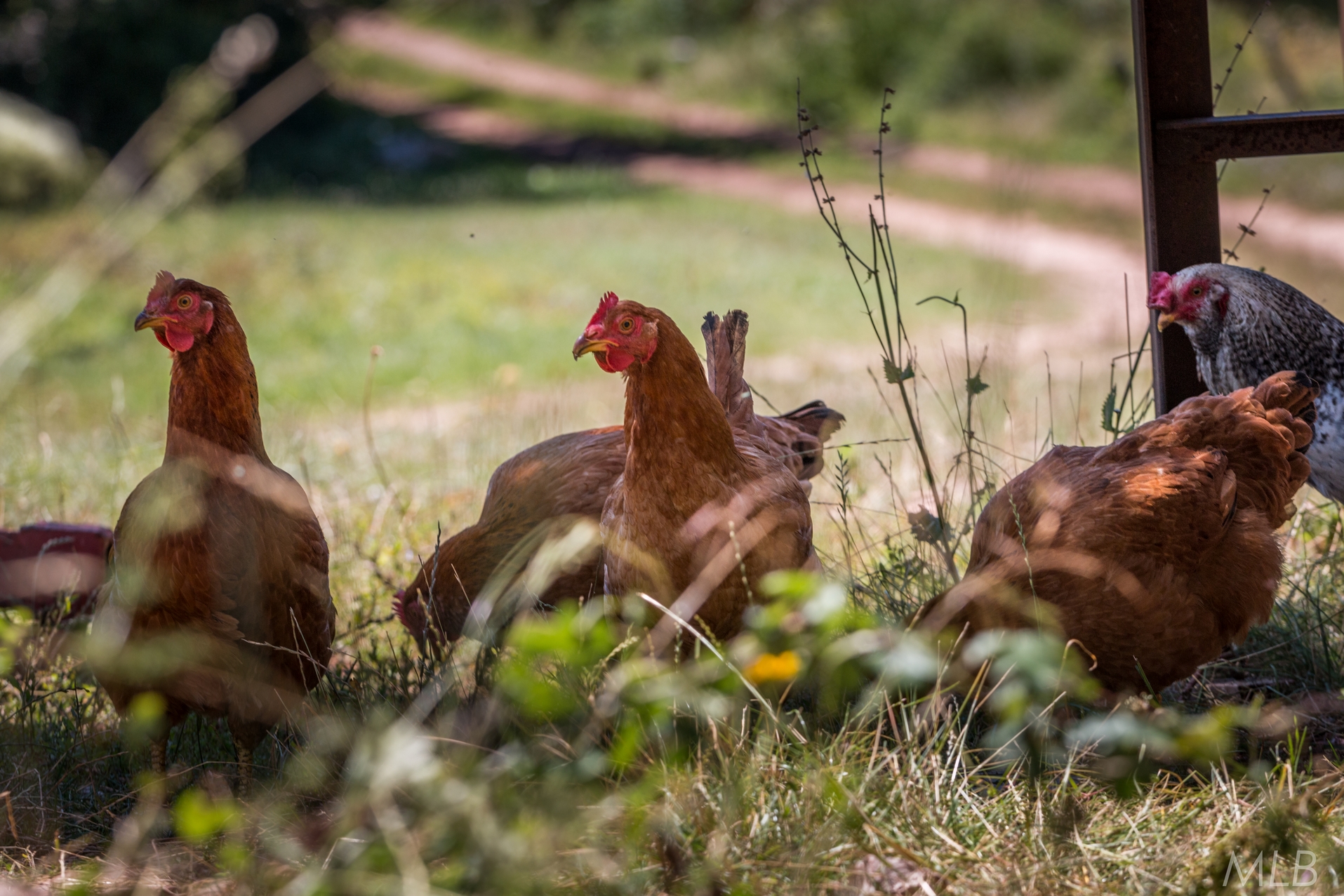 Simpatična galerija koja prikazuje životinjsku farmu na najvišem južnom vrhu Velebita – Crnopcu Simpatična galerija koja prikazuje životinjsku farmu na najvišem južnom vrhu Velebita – Crnopcu