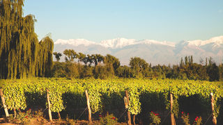 Putevima vinove loze: Top destinacije za ljubitelje vina