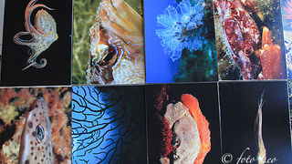 Otvorenje izložbe RK Roko, foto- L. Banić