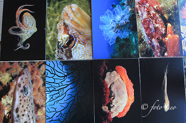 Otvorenje izložbe RK Roko, foto- L. Banić