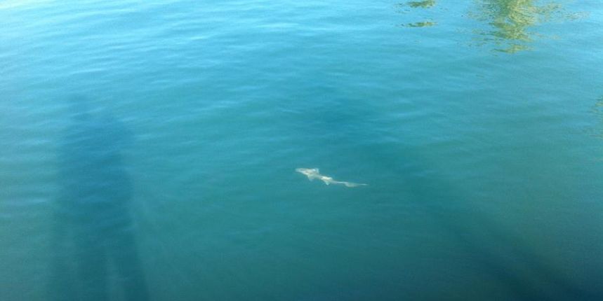 Morski pas_split Morski pas_split