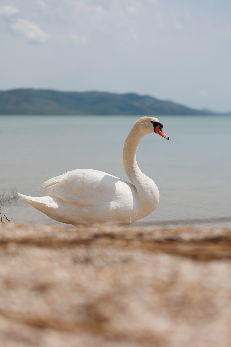 Materine užance @ kamp Crkvine, Vransko jezero Materine užance @ kamp Crkvine, Vransko jezero