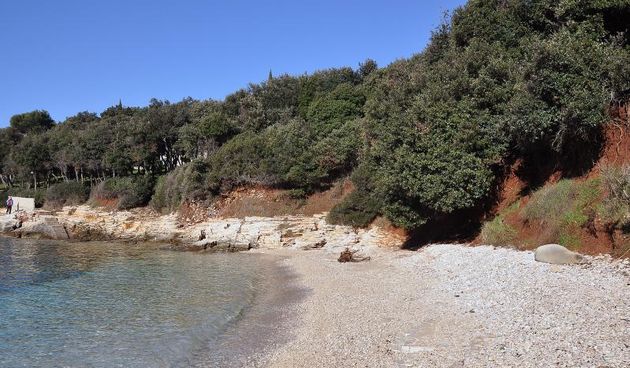Sredozemna medvjedica na pulskoj plaži, Foto: Duško Marušić/PIXSELL