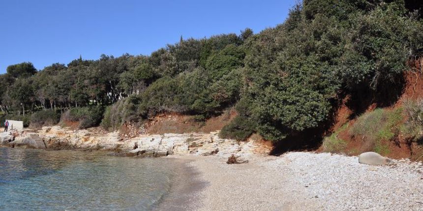 Sredozemna medvjedica na pulskoj plaži, Foto: Duško Marušić/PIXSELL