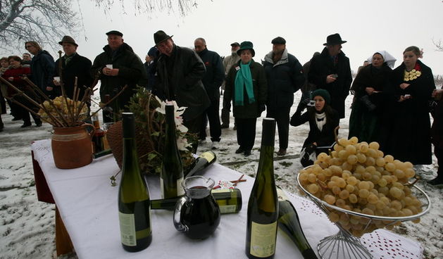 Vukovar, 220110.
U vinogradima Vukovara proslavlja se blagdan Sv. Vinka kada se tradicionalno blagoslove vinogradi. Na salasu Goldschmidt po 11 puta se odrzava Vinkovo na Vucedolu, gdje se moglo uzivati u vinu i gastronomskim specijalitetima.
Foto: Damir