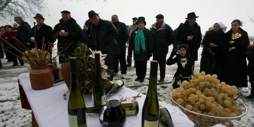 Vukovar, 220110.
U vinogradima Vukovara proslavlja se blagdan Sv. Vinka kada se tradicionalno blagoslove vinogradi. Na salasu Goldschmidt po 11 puta se odrzava Vinkovo na Vucedolu, gdje se moglo uzivati u vinu i gastronomskim specijalitetima.
Foto: Damir