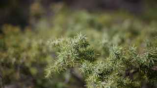 Ugodno prijepodne uz tok rijeke Karešnice i stare zapuštene mlinove, foto: Darko Belančić