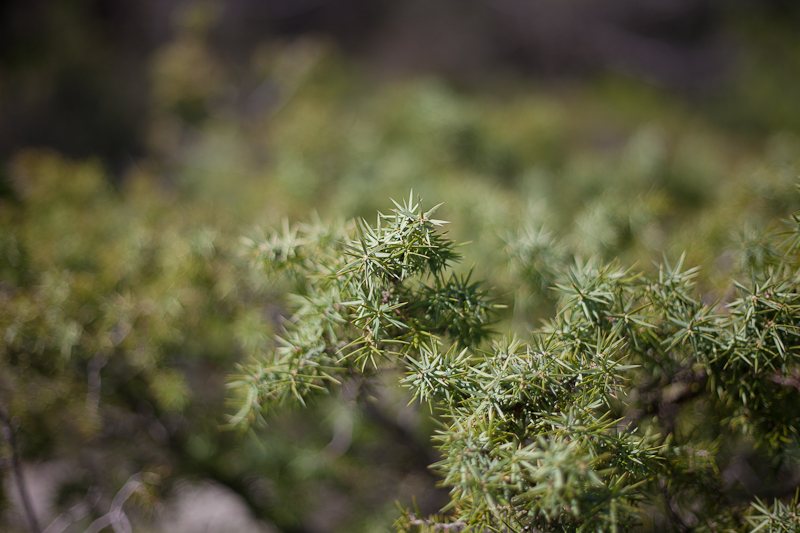 Ugodno prijepodne uz tok rijeke Karešnice i stare zapuštene mlinove, foto: Darko Belančić