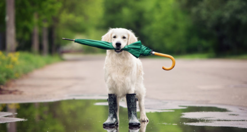 Pas, kiša, kišobran