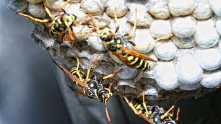 Bibinjski sinac, Foto: Leo Banic Bibinjski sinac, Foto: Leo Banic