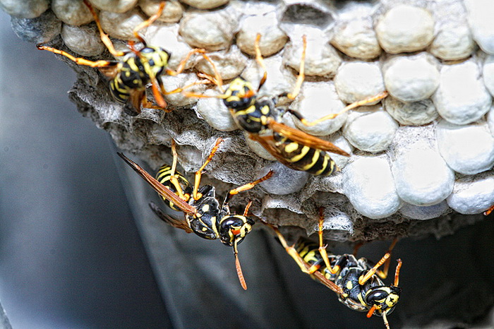 Bibinjski sinac, Foto: Leo Banic Bibinjski sinac, Foto: Leo Banic