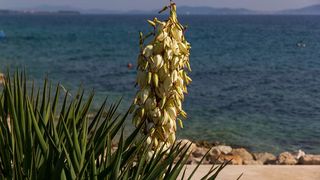 Nedjeljnja šetnja od Dikla do Pinije, Foto: Mladen Radolović Mrlja Nedjeljnja šetnja od Dikla do Pinije, Foto: Mladen Radolović Mrlja