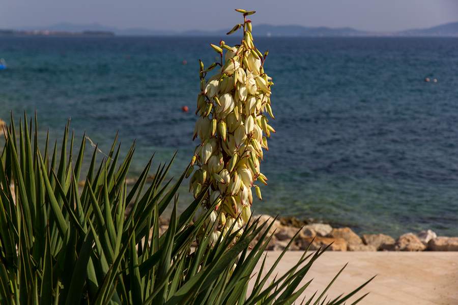 Nedjeljnja šetnja od Dikla do Pinije, Foto: Mladen Radolović Mrlja Nedjeljnja šetnja od Dikla do Pinije, Foto: Mladen Radolović Mrlja