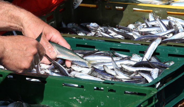 Zadar, 290312.
Proteklih dana lijepo vrijeme posluzilo je ribarima. 
Na fotografiji: ribari iskrcavaju frisku ribu na Liburnijskoj obali u Zadru.
Foto: Andrija Lucic /  Cropix