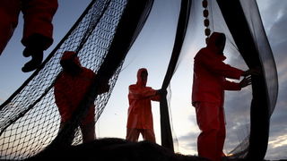 Zadar, 211009.
Brod Bruno tvrtke Dalmacija ribolov iz Zadra dva je dana lovio srdele  u akvatoriju Losinja i Dugog otoka.
Na fotografiji: ribari slazu mrezu nakon ulova.
Foto: Vladimir Ivanov / CROPIX