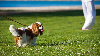 Međunarodna izložba pasa “CACIB ZADAR 2012” Međunarodna izložba pasa “CACIB ZADAR 2012”