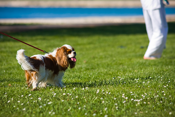 Međunarodna izložba pasa “CACIB ZADAR 2012” Međunarodna izložba pasa “CACIB ZADAR 2012”
