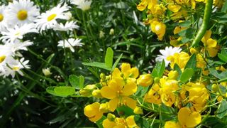 Fešta Sv. Petra u Poljani, foto: Tomislav Ivanov