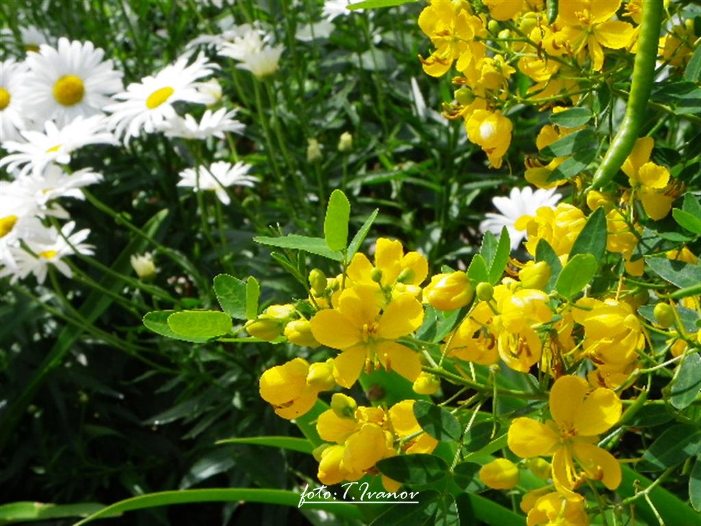 Fešta Sv. Petra u Poljani, foto: Tomislav Ivanov
