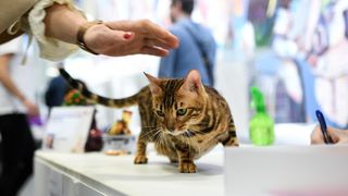 Međunarodna izložba mačaka