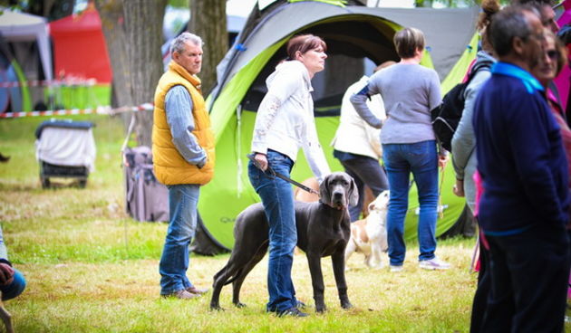 16. Međunarodna izložba pasa CACIB Zadar – Prvak prvaka 2016.