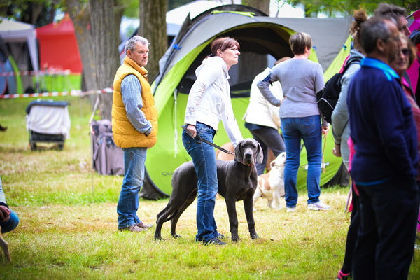 16. Međunarodna izložba pasa CACIB Zadar – Prvak prvaka 2016. 16. Međunarodna izložba pasa CACIB Zadar – Prvak prvaka 2016.