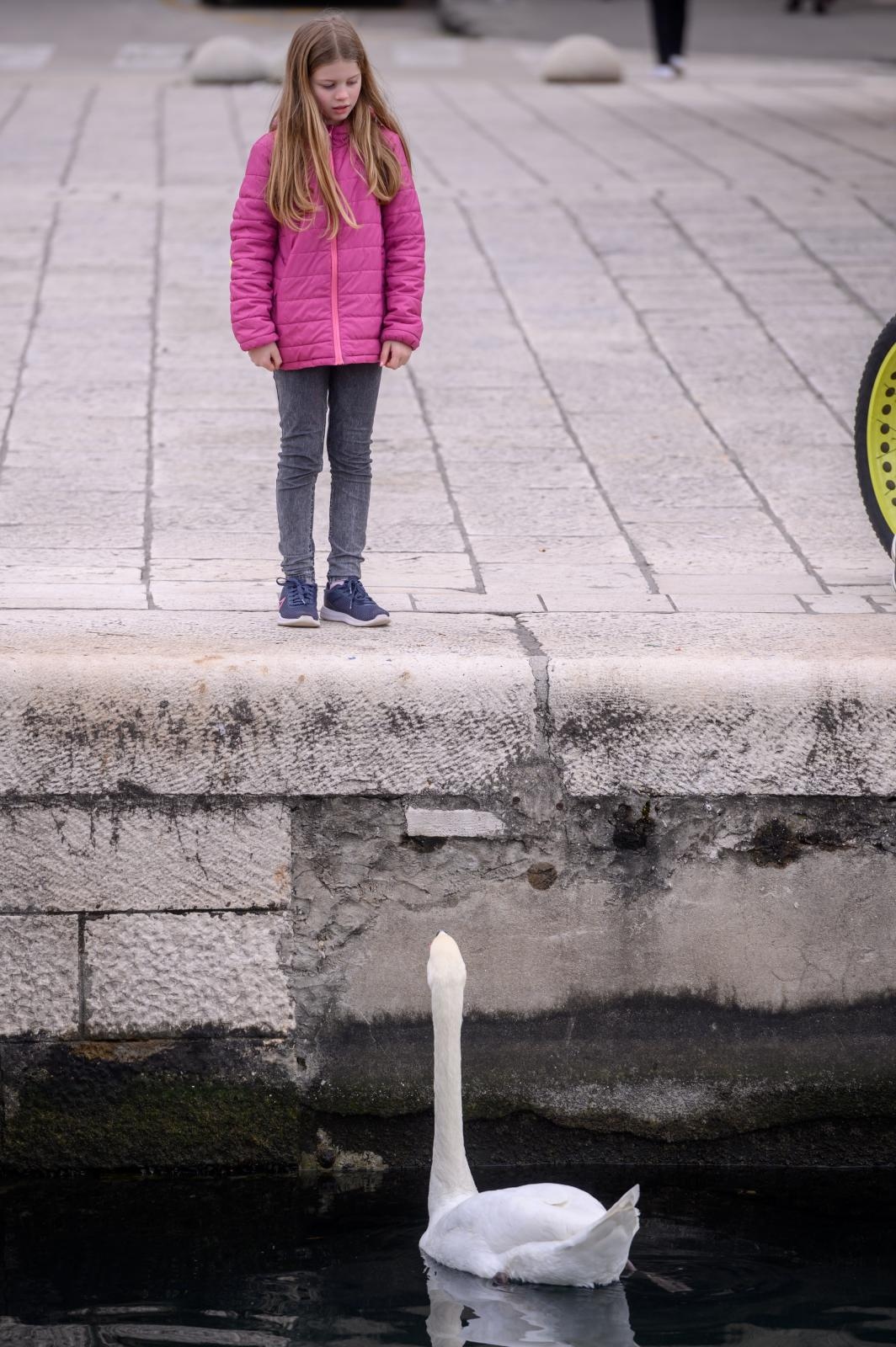 Labudovi pored mosta uveseljavaju Zadrane Labudovi pored mosta uveseljavaju Zadrane
