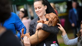 16. Međunarodna izložba pasa CACIB Zadar – Prvak prvaka 2016. 16. Međunarodna izložba pasa CACIB Zadar – Prvak prvaka 2016.