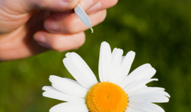 Cvijet, ljubav, latica (Metro-portal.hr)