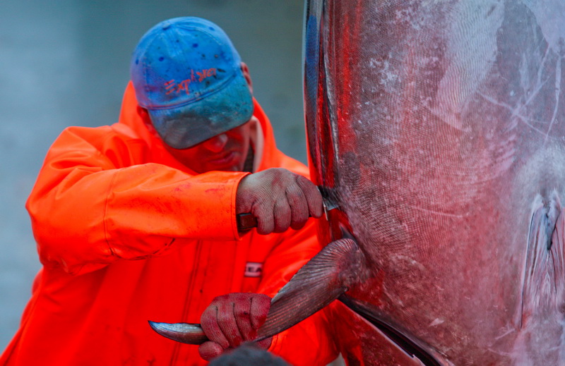 Zadar, 020112.
Tvrtka Kali Tuna bavi se izlovom i uzgojem tuna vec dugi niz godina.
Nakon uzgojnog ciklusa koji traje 30. mjesci slijedi izlov Tuna. Djelatnici Kali tune vrse izlov te ih prebacuju na drugi brod tvrtke iz Japana na kojem se vrsi daljnje pr Zadar, 020112.
Tvrtka Kali Tuna bavi se izlovom i uzgojem tuna vec dugi niz godina.
Nakon uzgojnog ciklusa koji traje 30. mjesci slijedi izlov Tuna. Djelatnici Kali tune vrse izlov te ih prebacuju na drugi brod tvrtke iz Japana na kojem se vrsi daljnje pr