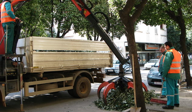 Uređuje se drvored u ulici Stjepana Radića